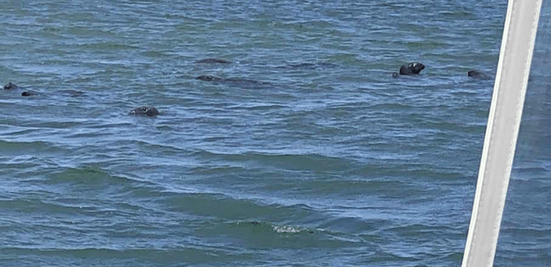 The Seals That Steal the Show