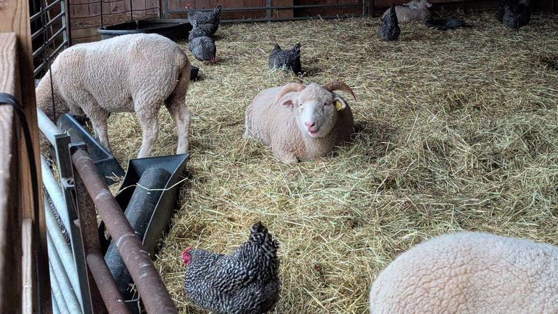 The Small Farm That Steals the Show The Small Farm That Steals the Show