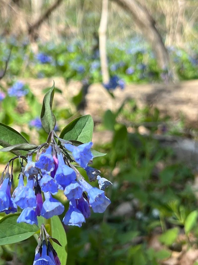The Spring Wildflower Display That Draws Crowds Every April The Spring Wildflower Display That Draws Crowds Every April
