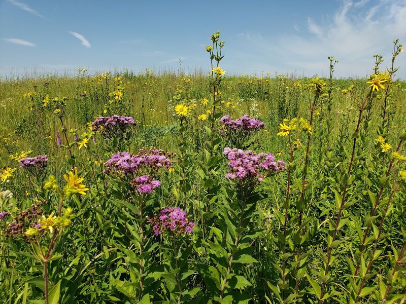 The Staggering Scale of the Prairie Restoration Work The Staggering Scale of the Prairie Restoration Work