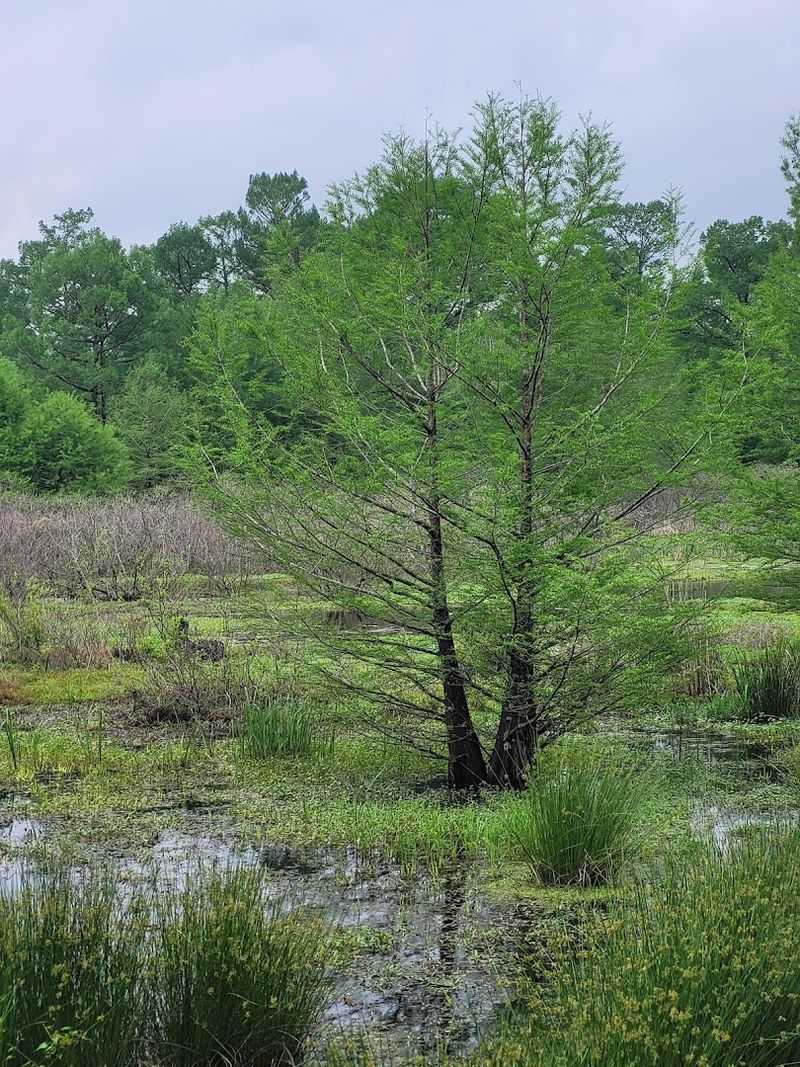 The State Champion Bald Cypress Tree