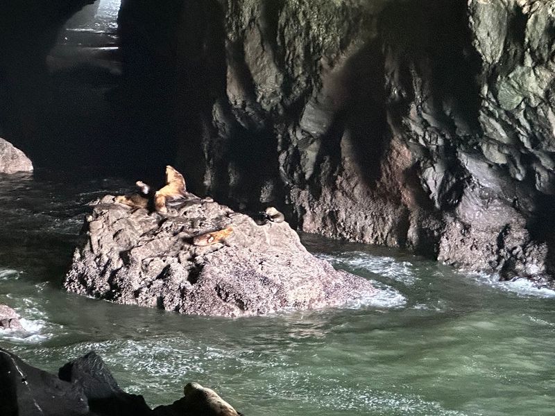 The Steller Sea Lions That Call This Place Home The Steller Sea Lions That Call This Place Home