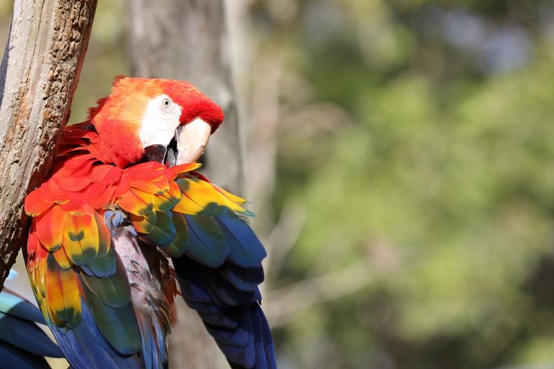 The Story Behind a Bird Conservation Haven