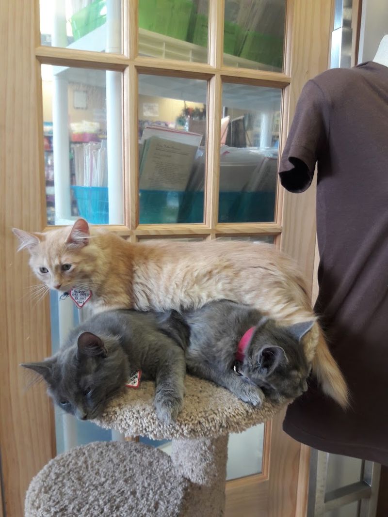 The Story Behind the Shop: How a Cat Rescue Became a Thrift Store