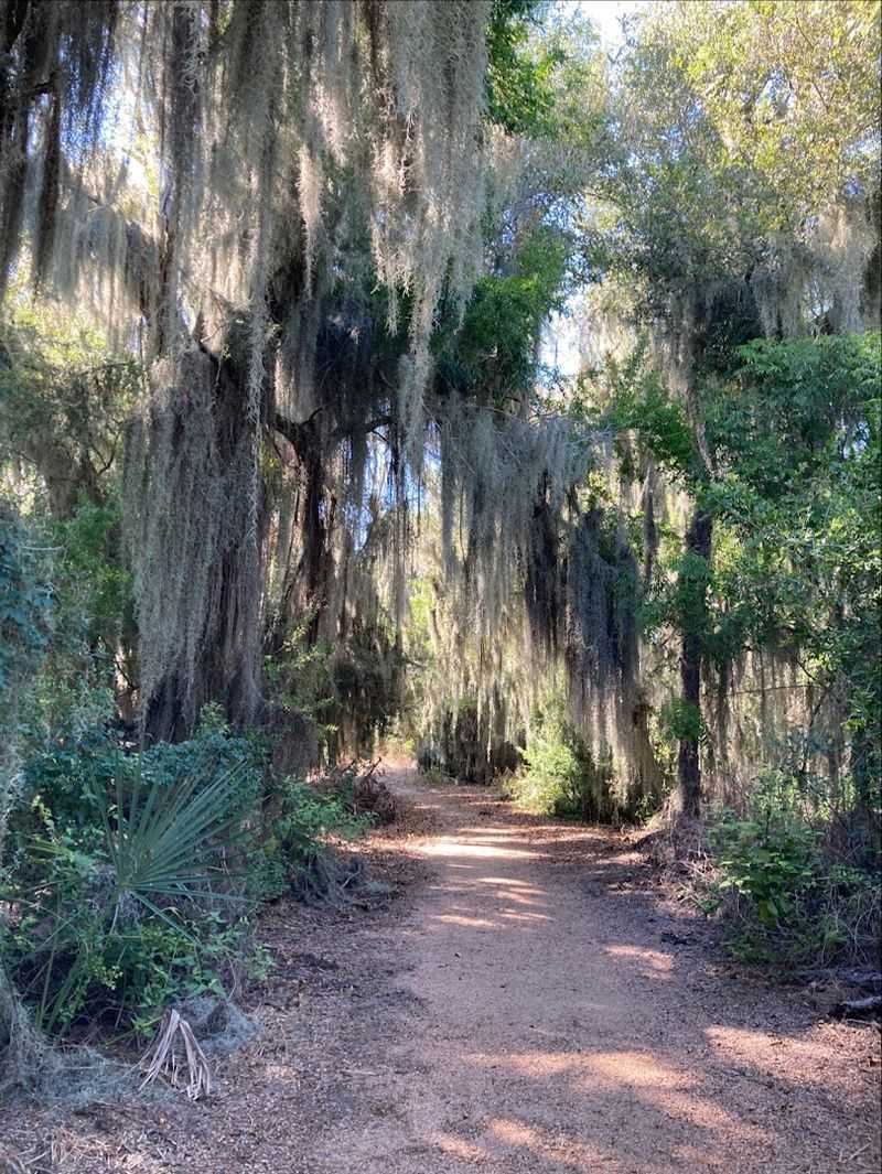 The Subtropical Forest That Feels Like Another Country The Subtropical Forest That Feels Like Another Country