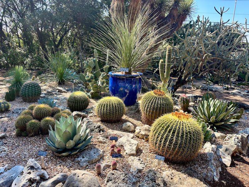 The Succulent Garden and Its Unmistakably Texas Character