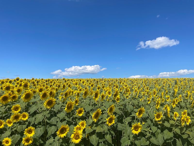 The Sunflower Field That Started the Buzz The Sunflower Field That Started the Buzz