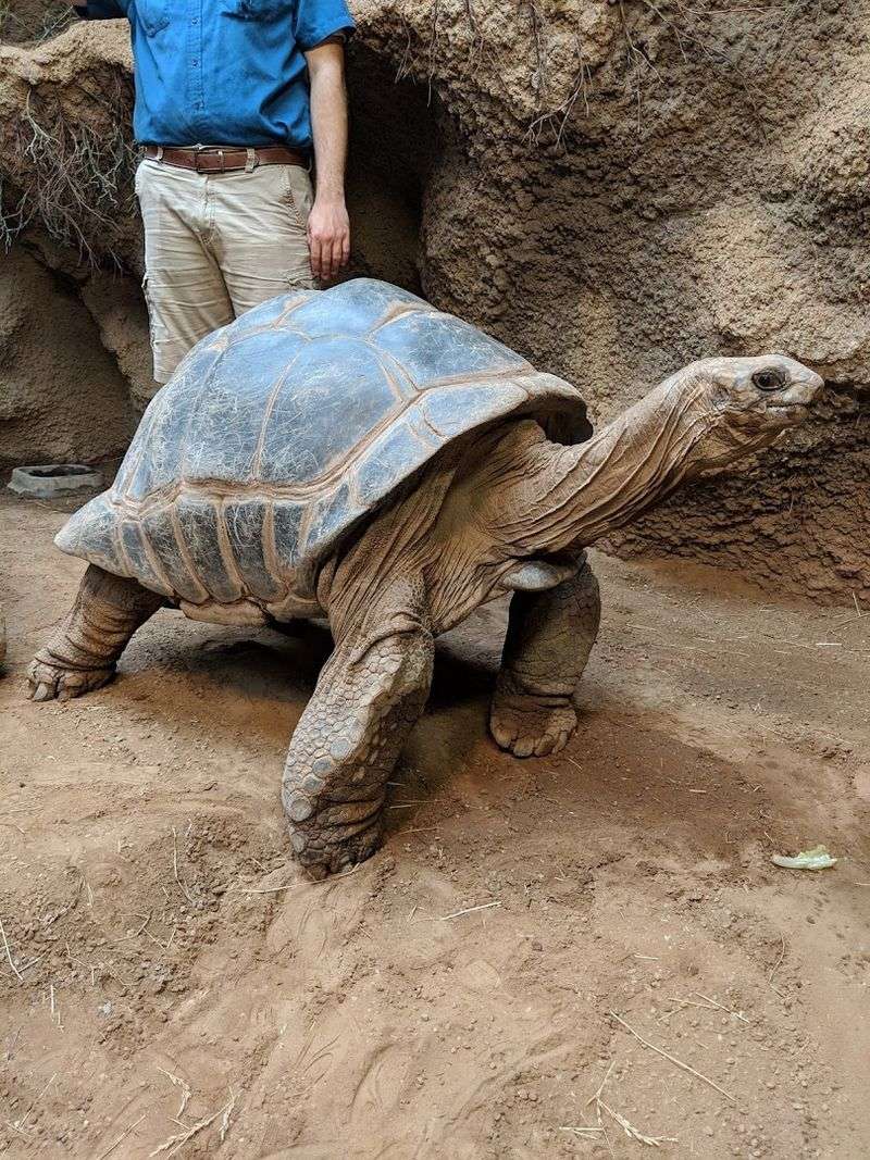The Tortoise Experience: Slow Down and Feel Something The Tortoise Experience: Slow Down and Feel Something