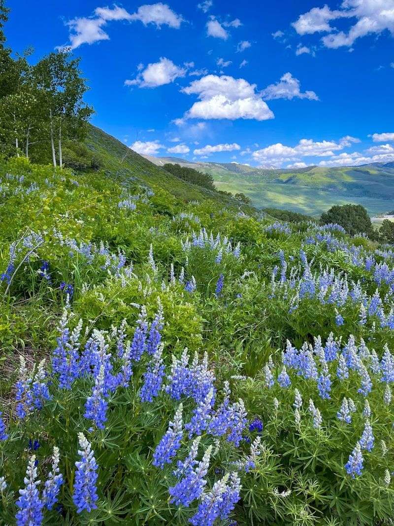 The Town That Earned the Title of Wildflower Capital