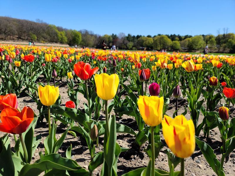 The Tulip Season Is Something Else
