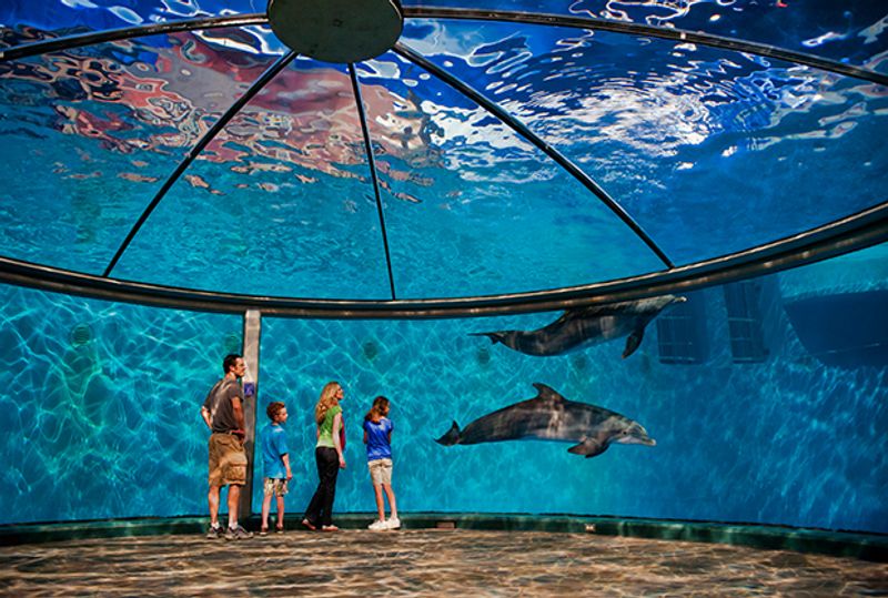The Underwater Dolphin View That Sets This Zoo Apart
