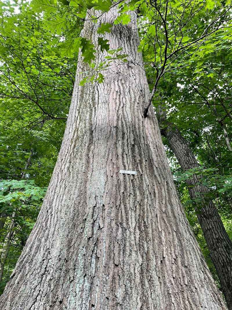 The Visionary History Behind This Living Forest The Visionary History Behind This Living Forest
