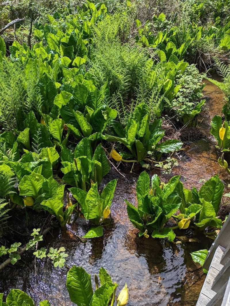 The Wetland Below: What Lives Underneath the Boards The Wetland Below: What Lives Underneath the Boards