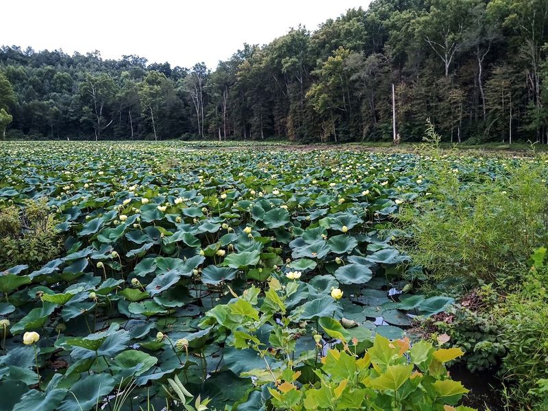 The Wetlands Area That Surprises Most Visitors The Wetlands Area That Surprises Most Visitors