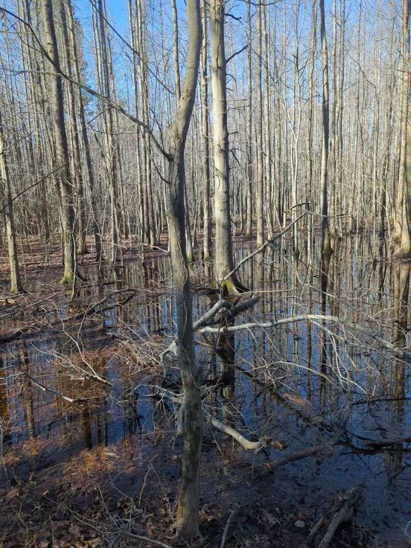 The Wetlands That Make This Preserve Ecologically Irreplaceable The Wetlands That Make This Preserve Ecologically Irreplaceable