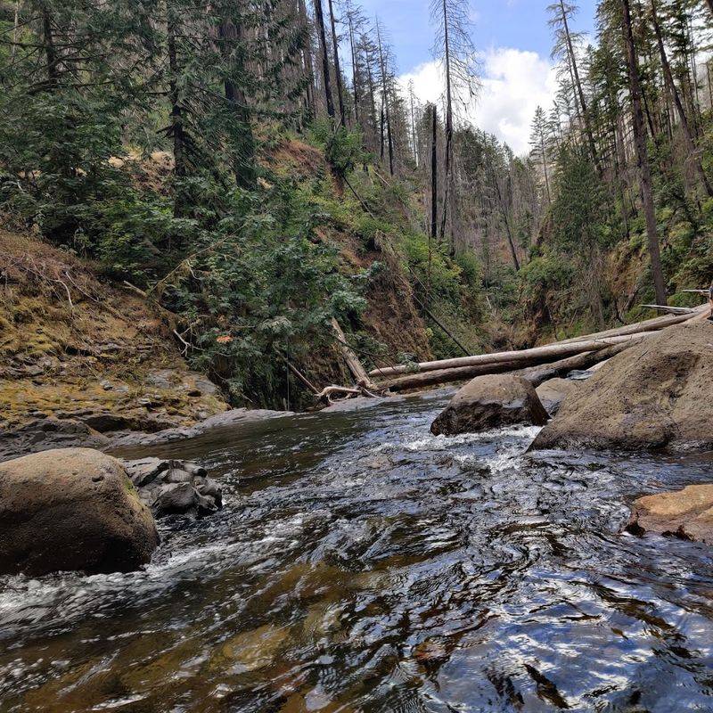 The Wildfire Recovery Story The Wildfire Recovery Story