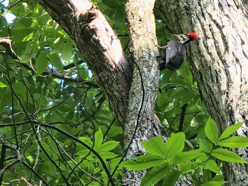 The Wildlife That Calls These Ridges Home