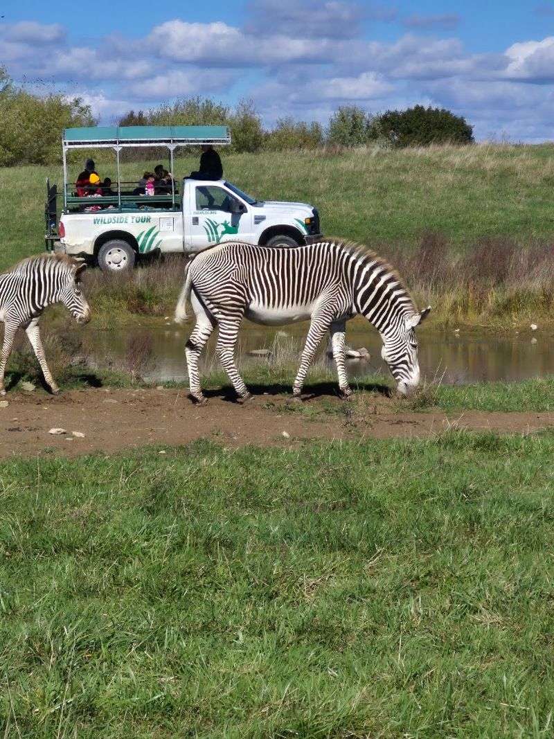 The Wildside Off-Road Safari Experience The Wildside Off-Road Safari Experience