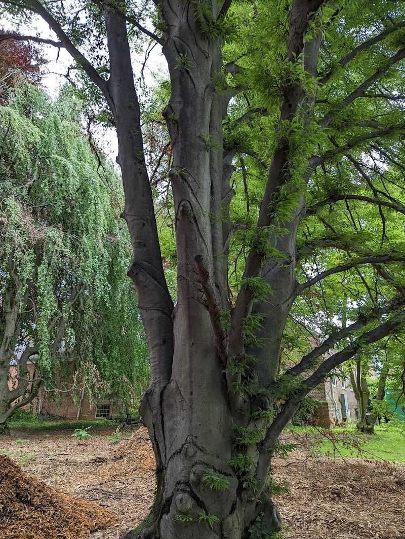 How the Arboretum Took Root How the Arboretum Took Root