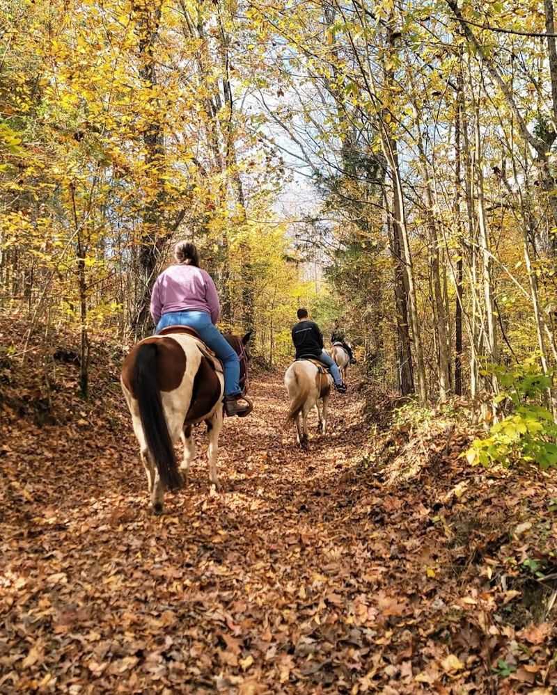 The Wooded Trails and What to Expect