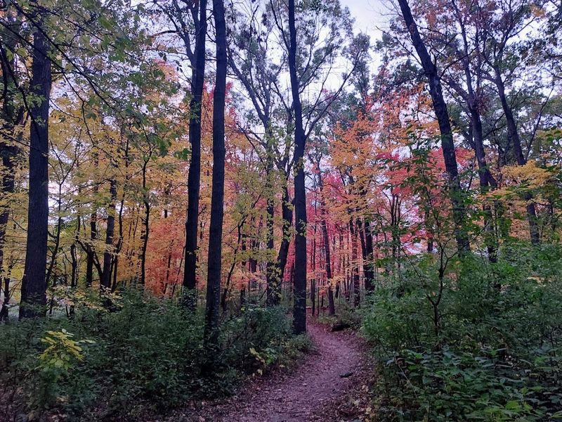 The Woodland Trails That Wind Through It All The Woodland Trails That Wind Through It All