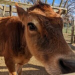 These 10 Illinois Places Are Where Baby Animals Steal the Show This Summer