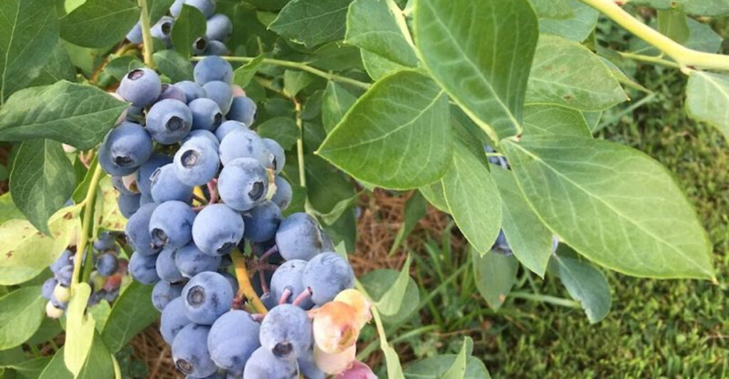 These 11 North Carolina Blueberry Farms Let You Eat Berries Right Off the Bush