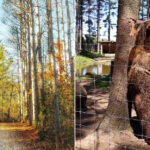 This 100-Acre Wisconsin Zoo Turns Wildlife Watching Into a Four-Mile Adventure
