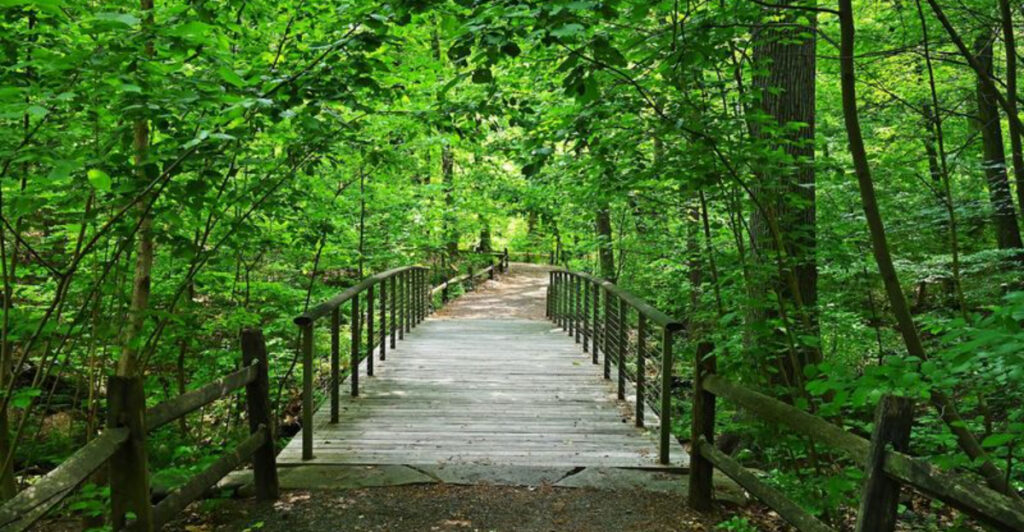 This 50-Acre Bronx Forest Preserves a Piece of New York Before Skyscrapers