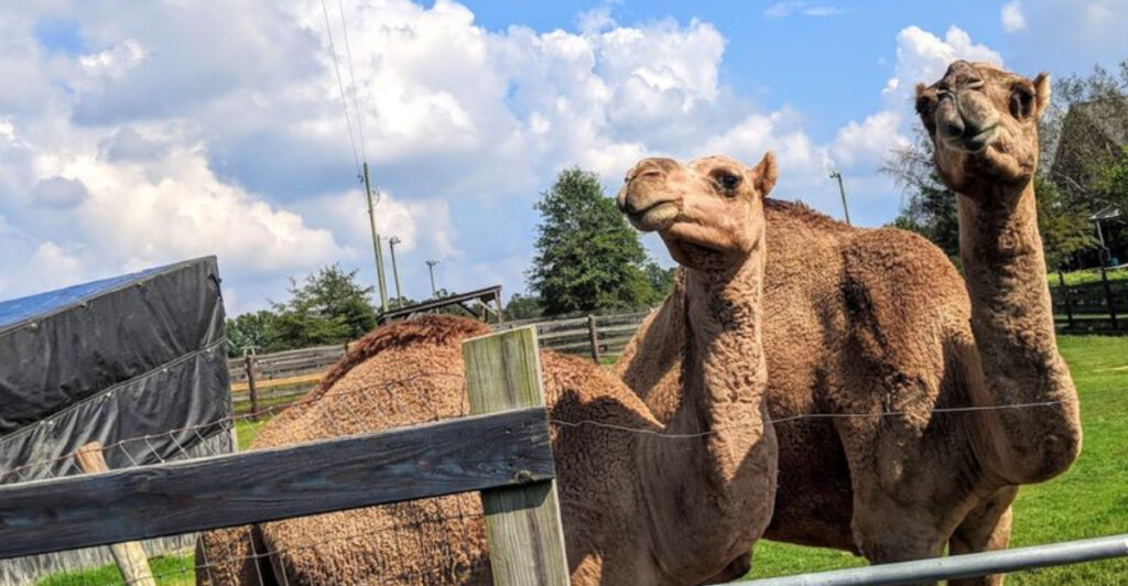 This 50-Acre Farm in North Carolina Feels More Like a Safari Than a Petting Zoo