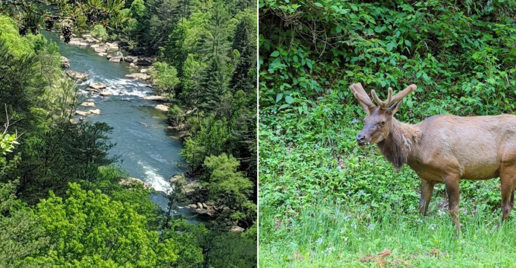 This 82,000-Acre Tennessee Wilderness Feels Like A Place You Could Wander For Days