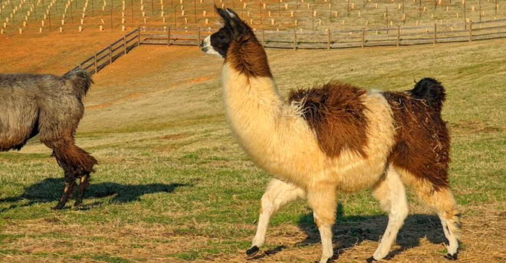 This 91-Acre Vineyard in North Carolina Is Home to the Southeast’s Largest Llama Herd