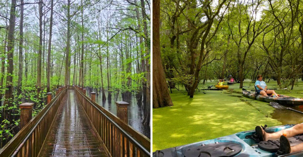 This Belzoni Boardwalk Takes You Into One of the World’s Oldest Cypress Forests