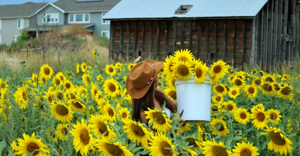 This Colorado Farm Has Giant Sunflower Fields You Can Visit Without Paying Admission