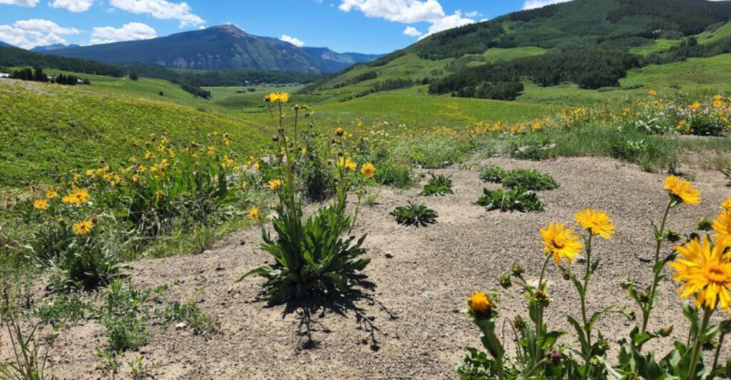 This Colorado Mountain Town Is Famous for Wildflower Fields That Look Unreal