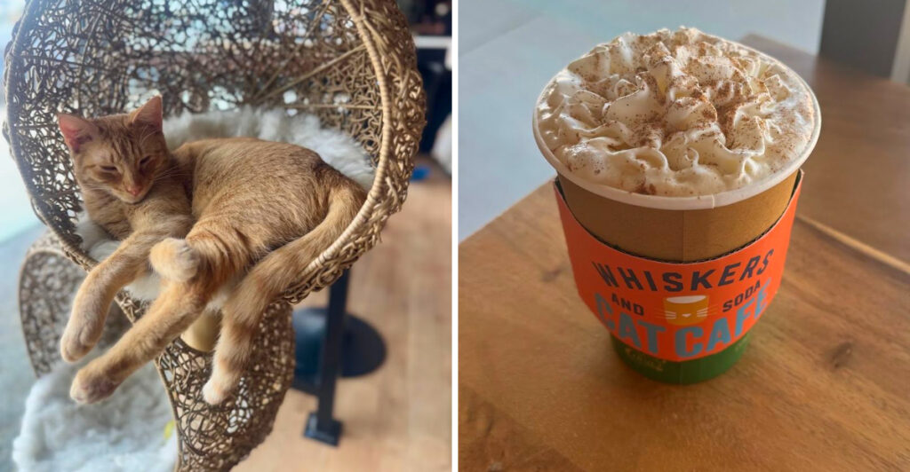 This Dallas Cat Café Lets You Sip Coffee While Playing With Adoptable Cats