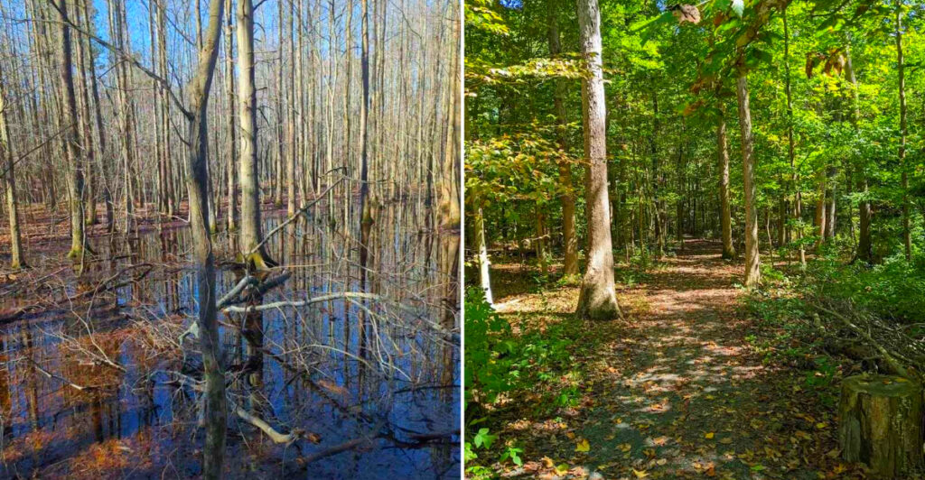 This Dover Preserve Protects Ancient Woodlands and Peaceful Wetlands Just Minutes From Downtown
