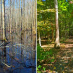 This Dover Preserve Protects Ancient Woodlands and Peaceful Wetlands Just Minutes From Downtown