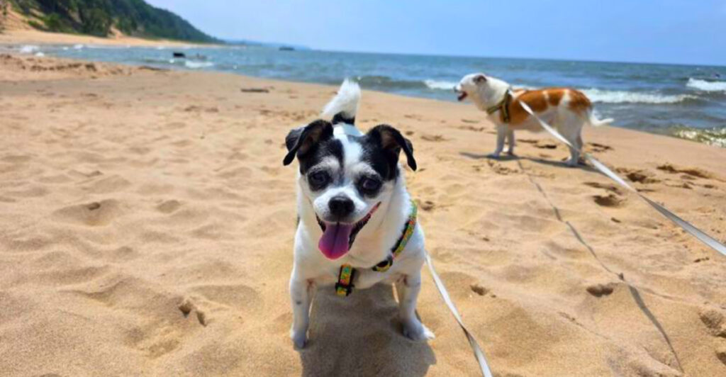 This Dune Trail Hike Ends With One of the Most Beautiful Beaches on Lake Michigan