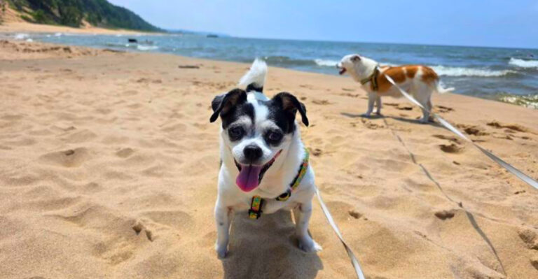 This Dune Trail Hike Ends With One of the Most Beautiful Beaches on Lake Michigan