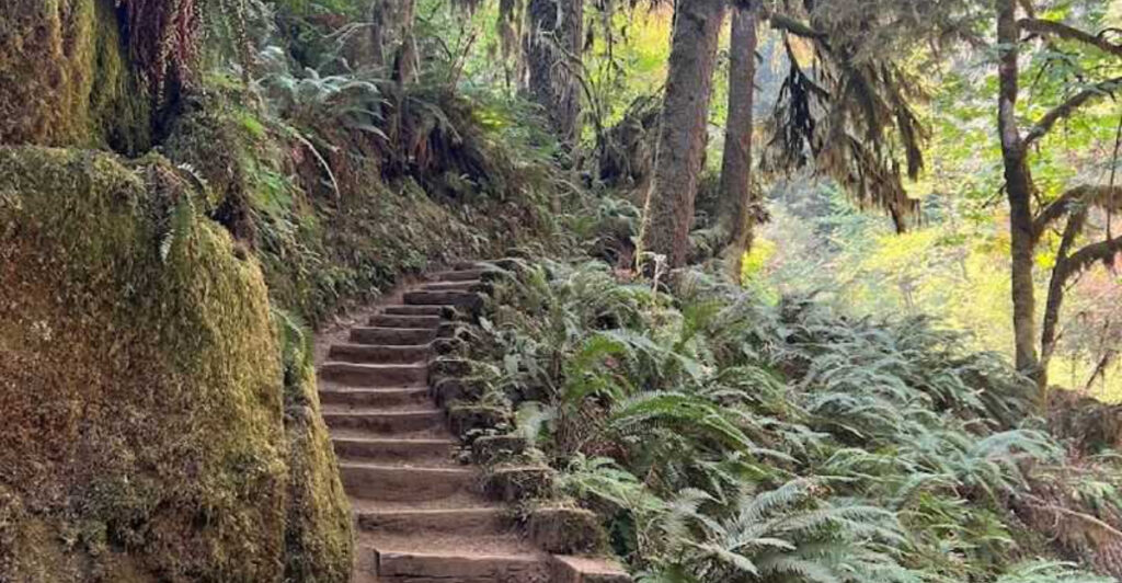 This Forest Trail Is a Shady 3.5-Mile Walk With Creek Views the Whole Way