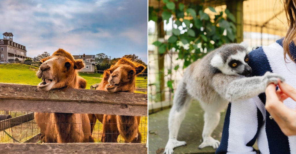 This Free Block Island Stop Brings Families Face-To-Face With Exotic Animals