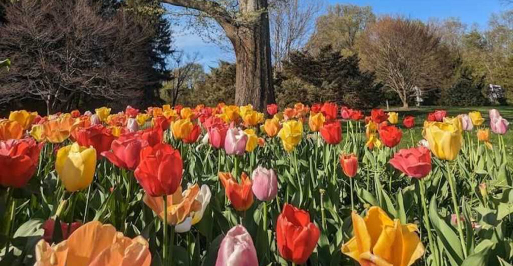This Free Ohio Garden Has More Than 2,000 Plant Species to Explore