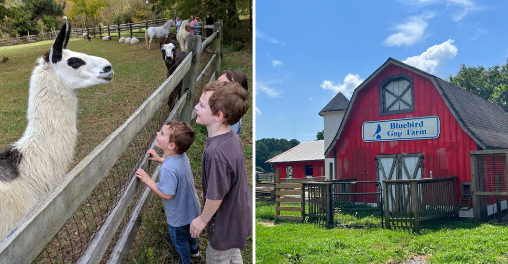 This Free Virginia Farm Lets You Meet More Than 150 Friendly Animals