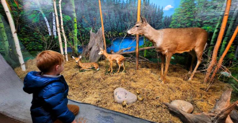 This Gaylord Museum Is Packed Wall-to-Wall with Wildlife Displays
