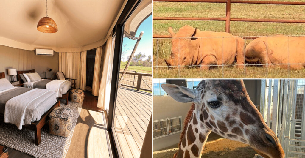 This Georgia Safari Park Lets Families Sleep Near Giraffes And Rhinos