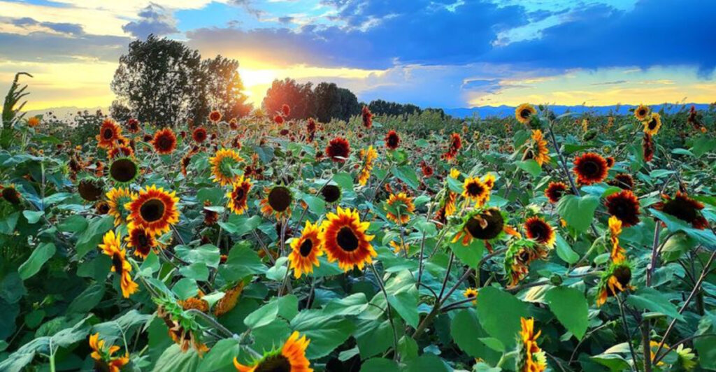 This Giant Colorado Sunflower Field Is A Short-Lived Summer Sight Worth The Wait