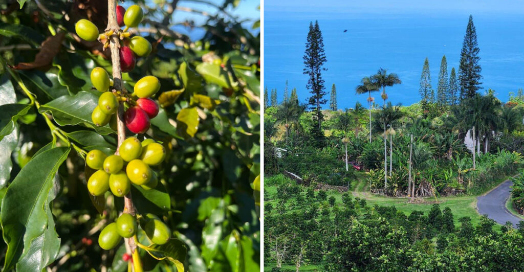 This Hawaii Coffee Farm Lets You Taste Award-Winning Kona Coffee Where It’s Grown