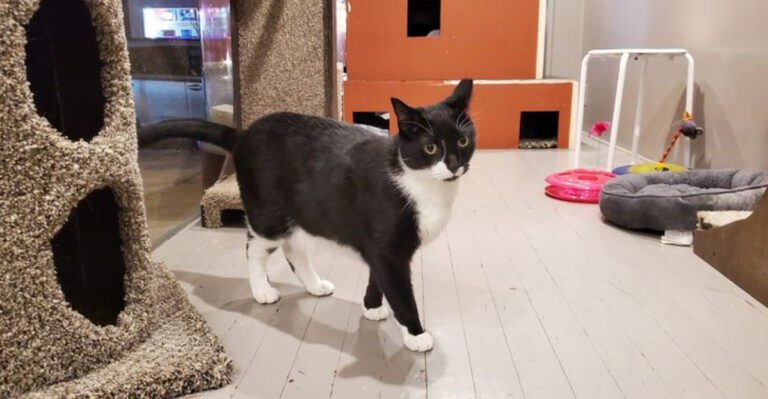 This Hidden New Jersey Hangout Is a Dream Come True for Cat Lovers