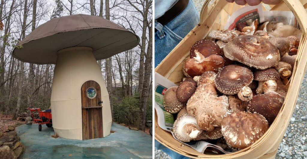 This Hidden North Carolina Mushroom Farm Is Home to a One-of-a-Kind Mushroom House